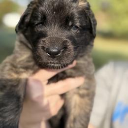 Boy 2 (Bronx) - Reddish brown male Leonberger puppy in Manchester, Tennessee from Bois D’Arc Leonbergers