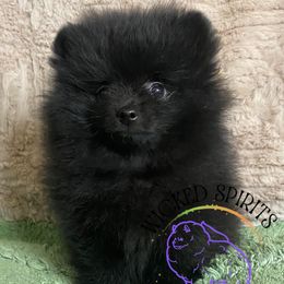 Boy 2 - male Pomeranian puppy in Watkins Glen, New York from Wicked Spirits Pomeranians