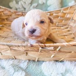 Mango - Cream female Cockapoo puppy in Stillwater, Oklahoma from Cowboy Country Cockapoos