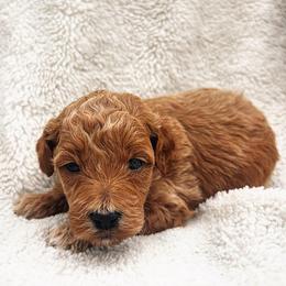Rose - Red  female Goldendoodle puppy in Temecula, California from Country Hills Doodles