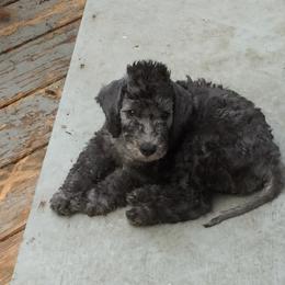 Bedlington Terrier Puppies from Ashcroft Bedlington Terriers