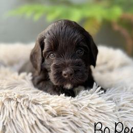 Bo - Chocolate female Australian Labradoodle puppy in Morgan Hill, California from Loving Labradoodles