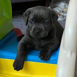 Cane Corso Puppies from Nuovo Inizi Kennels