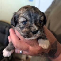 June - Black female Lhasa Apso puppy in Fort Worth, Texas from Cynthia's Lhasa Apsos