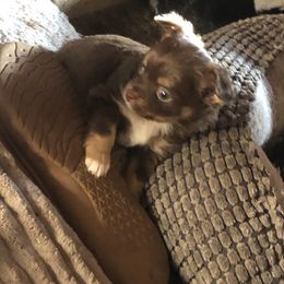 Dorothy - Chocolate female Chihuahua puppy in Amelia, Virginia from Pannell’s Precious Pups