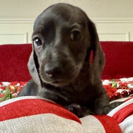 Sparky - Gray (blue) male Dachshund puppy in Homedale, Idaho from Jeff & Joette