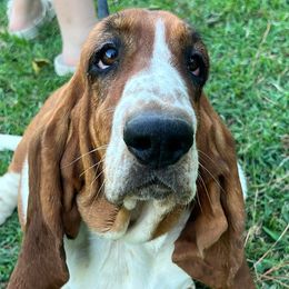 Tuesday - Basset Hound