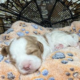 Chippy - Red male Cavapoo puppy in Yuciapa, California from AlltheDoodlez_