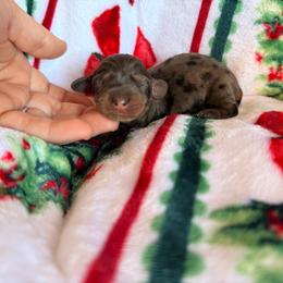 Reserved - Dapple female Dachshund puppy in Chittenango, New York from Diamond Dachshunds