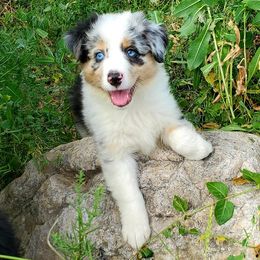 Australian Shepherd Puppies from Blue Sage Aussies