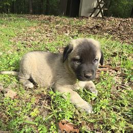 Rowan - Fawn female Anatolian Shepherd Dog puppy in La Grange, Georgia from Florida Anatolian Shepherds