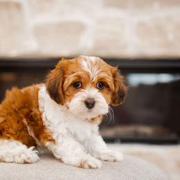 Bernedoodle, Cavapoo, Havanese, and Havapoo Puppies from Lady Paws Puppies - Cassie