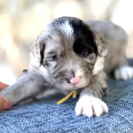 Cobbler - Yellow Collar - Blue merle male Bernedoodle puppy in Highland, Utah from Angel Pups Deluxe
