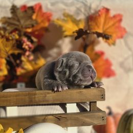 Purple Collar Girl - Blue female French Bulldog puppy in Burleson, Texas from Diamond Deluxx Frenchies