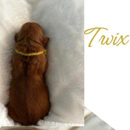 Golden Retriever Puppies from Rosie’s Goldies