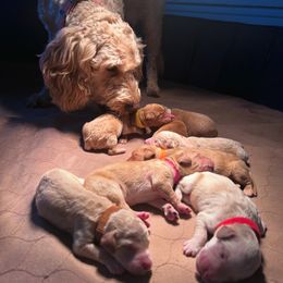 Goldendoodle Puppies from Grandview Goldendoodles