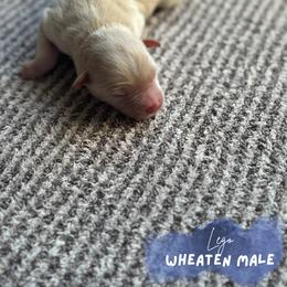 Miniature Schnauzer Puppies from Barkin’ Beauty Schnauzers