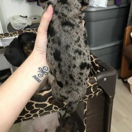 Dachshund Puppies from Hursh’s Hounds