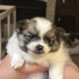 Mario - Orange parti male Pomeranian puppy in Summerville, Georgia from Pearly’s Pugs