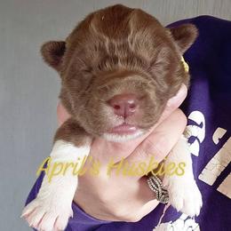 Yellow collar girl - Red and white female Siberian Husky puppy in Terre Haute, Indiana from April's Huskies