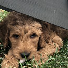Goldendoodle Puppies from Carefree Goldendoodles
