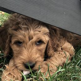 Goldendoodle Puppies from Carefree Goldendoodles