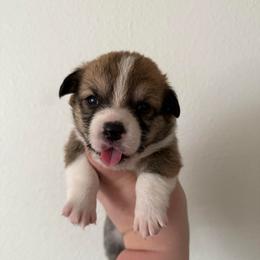Gabby - Sable female Pembroke Welsh Corgi puppy in Anderson, California from Flying K Corgis