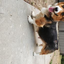Beagles, Cardigan Welsh Corgis, and Pembroke Welsh Corgis from Nukee Beagles and Corgis