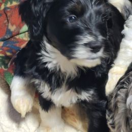 Bernedoodle Puppies from Prairie rose doodles