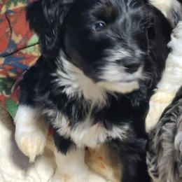 Bernedoodle Puppies from Prairie rose doodles
