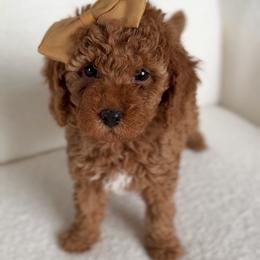Poodle Puppies from Bruno & Co. Puppies