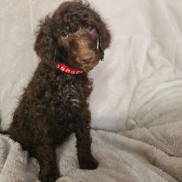 Red Collar - Brown female Poodle puppy in Colorado Springs, Colorado from Silly's Standard Poodles