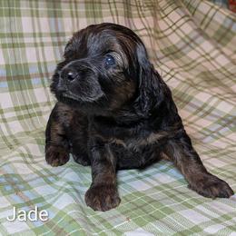 Jade - Brown and tan female Cockapoo puppy in Sunset, Louisiana from Cano Cockapoos