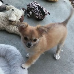 Chihuahua Puppies from Conlin's Chihuahuas