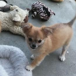 Chihuahua Puppies from Conlin's Chihuahuas