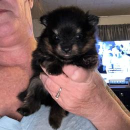 Walnut - Black and tan male Pomeranian puppy in Zavalla, Texas from Precious Puff Poms