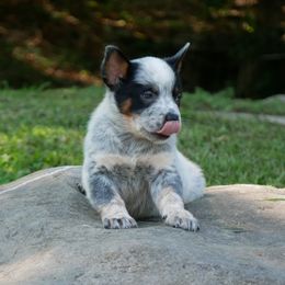 Atlas - Blue speckled male Australian Cattle Dog puppy in Buffalo Valley, Tennessee from Buffalo Valley Breeders