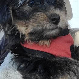 Yorkshire Terriers from Holmes Pets