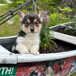 Half Baked - Black and white female American Corgi puppy in Waltham, Maine from Downeast Corgis