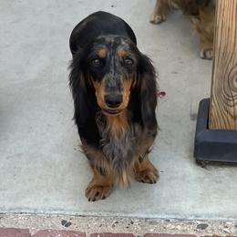 Baylee - Dachshund