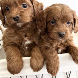 Labradoodle Puppies from Uintah Basin Doodles