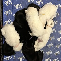 German Shepherd Puppies from Devon Rugerio's German Shepherds