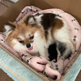 Pomeranians from Moody’s Poms