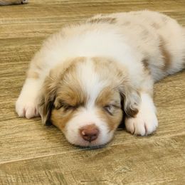 Howie - Red merle male Australian Shepherd puppy in Palm Bay, Florida from Wiggle Butt's