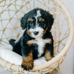 Birch - male Australian Mountain Doodle puppy in Spanish Fork, Utah from K Brand Doodles