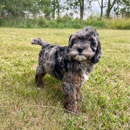 Marv - Merle male Cockapoo puppy in Beresford, South Dakota from DAKOTA DOOD RANCH