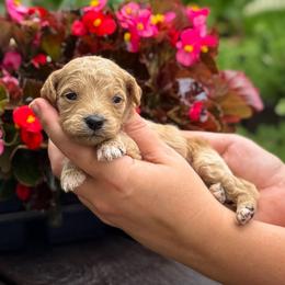 Blue Ribbon - Apricot male Goldendoodle puppy in Wharton, Texas from Little Fur Friends
