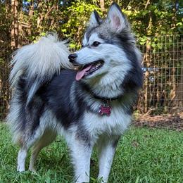 Lulu - Pomsky