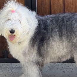 Old English Sheepdogs from Pacific Blue Sheepdogs