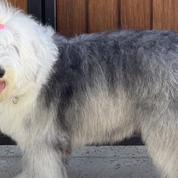 Old English Sheepdogs from Pacific Blue Sheepdogs